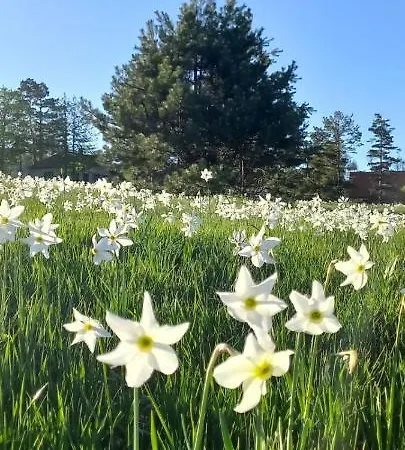 Popovic - Gorstak Daire *