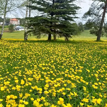 Daire Popovic - Gorstak Divčibare